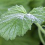 Nahaufnahme eines grünen Blattes der Geum Rivale Bachnelkenwurz Staude im 9x9 cm Topf.