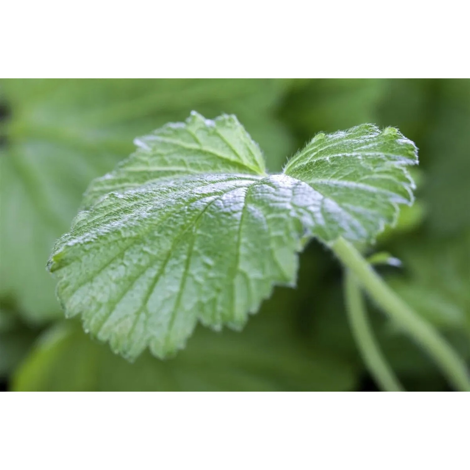 Nahaufnahme eines grünen Blattes der Geum Rivale Bachnelkenwurz Staude im 9x9 cm Topf.