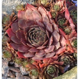 Dachwurz Palisander, Sempervivum cultorum, Nahaufnahme der Rosetten mit rötlichen Blättern.