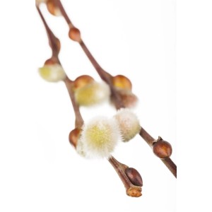 Nahaufnahme der Kätzchenweide Salix Caprea Nico mit silbrig-weißen Blüten.