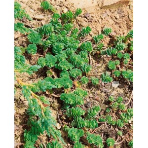 Sedum Pachyclados, graugrüne Fetthenne im 9x9 cm Topf, ideal für Steingärten.
