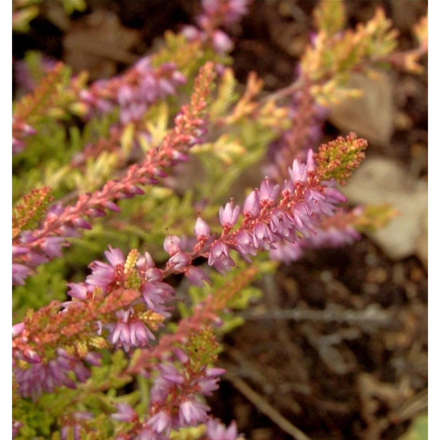 10x Besenheide Beauty Star - Calluna vulgaris günstig online kaufen