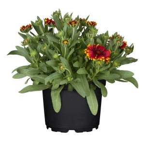 GROW by OBI Kokardenblume Gelbrot im Topf, ca. 13 cm Durchmesser.