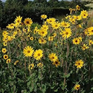 Gelbe Stauden Sonnenblume 'Monarch' (Helianthus atrorubens) im Gartenbeet.