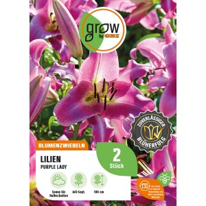 Lilie Purple Lady, ca. 100cm hoch, violette Blüte mit weißem Rand, Blumenzwiebel von GROW by OBI.