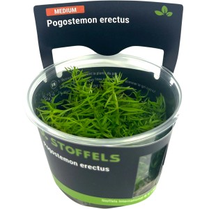 Stoffels Aquariumpflanze Pogostemon deccanensis im Topf, grüne Wasserpflanze.