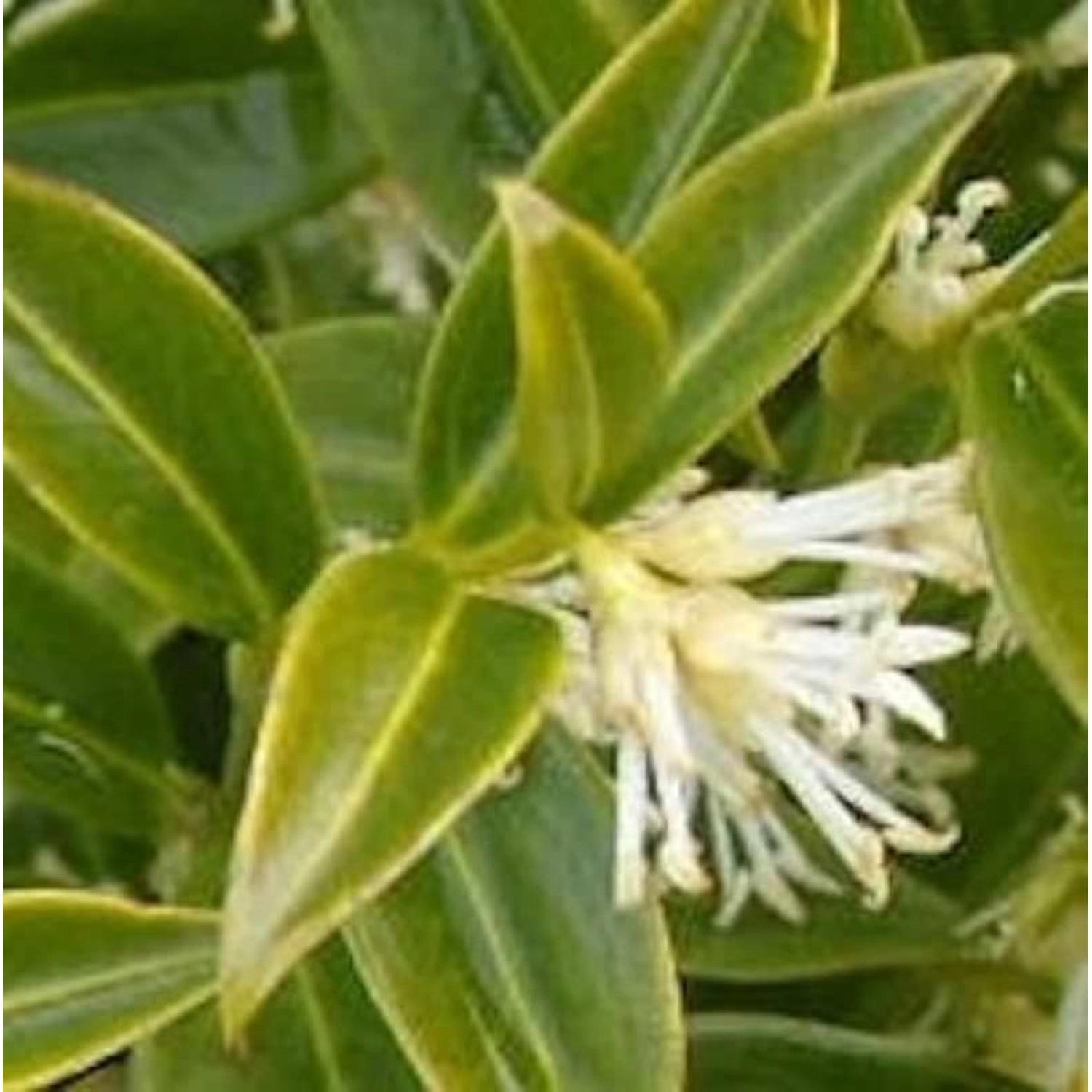 Niedrige Himalaya Schleimbeere 30-40cm - Sarcococca hookeriana günstig online kaufen