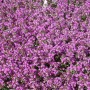Blühender Sand-Thymian (Thymus Serpyllum) im 9x9 cm Topf, lila Blüten, ideal als Bodendecker.