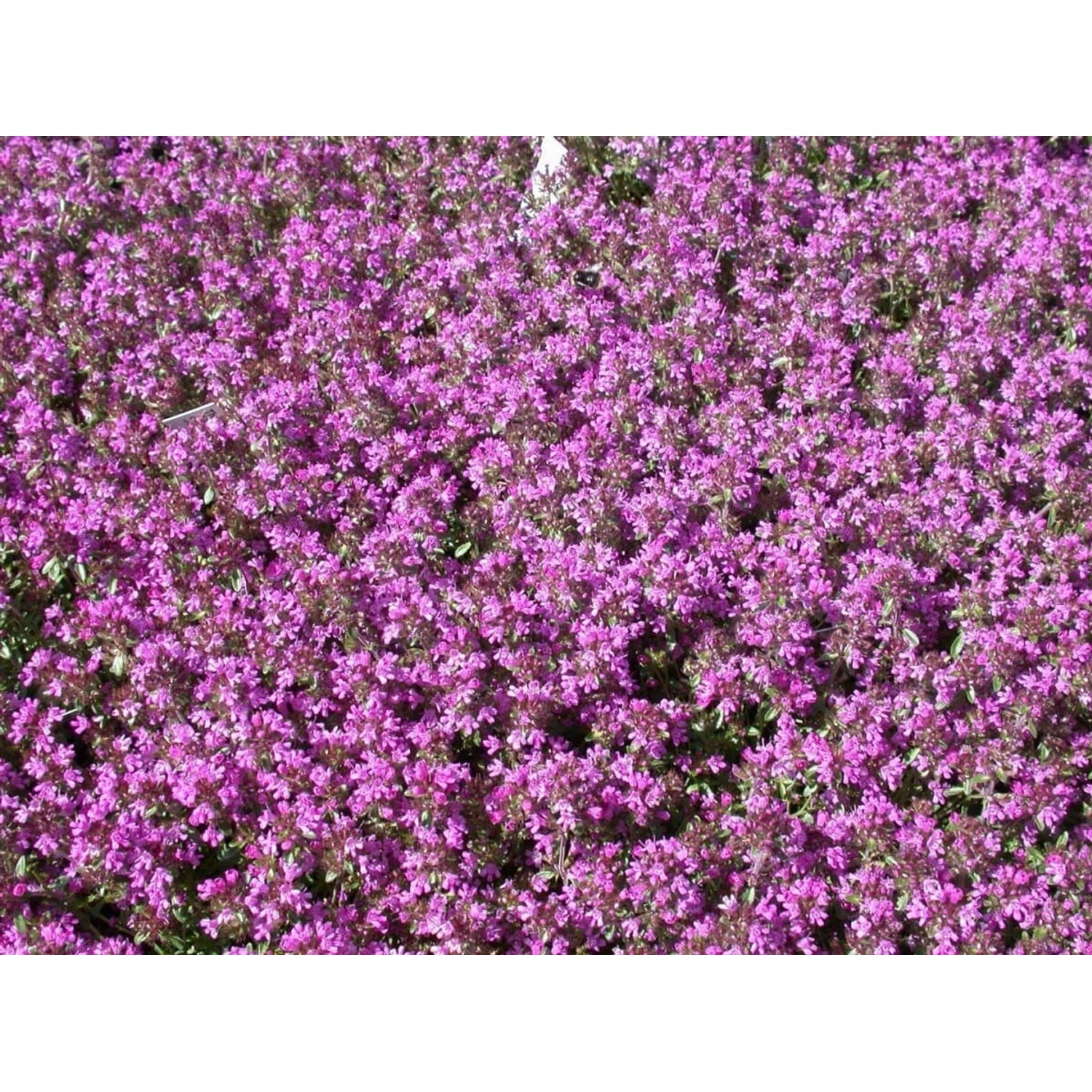 Thymus Serpyllum Sand-Thymian Aromatisch Ca. 9x9 cm Topf günstig online kaufen