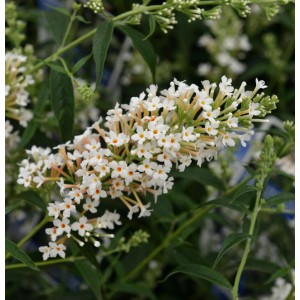 Zwerg Sommerflieder Little White mit weißen Blüten und grünen Blättern.