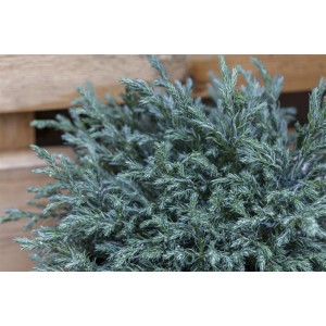 Detailaufnahme der blaugrünen Chamaecyparis Pisifera 'Baby Blue' Scheinzypresse, 20-30 cm hoch.