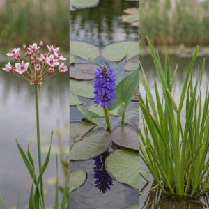 Vdvelde Wasserpflanzenset 12 Pflanzen 3 Sorten Korb Substrat Ton & Dünger