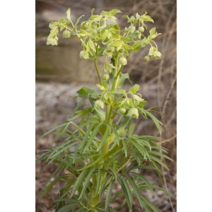 Stinkende Nieswurz (Helleborus foetidus) im Topf, grüne Blüten und Blätter. Winterharte Staude für halbschattige Standorte.