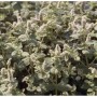 Nahaufnahme der blühenden, rundblättrigen Minze (Mentha rotundifolia).