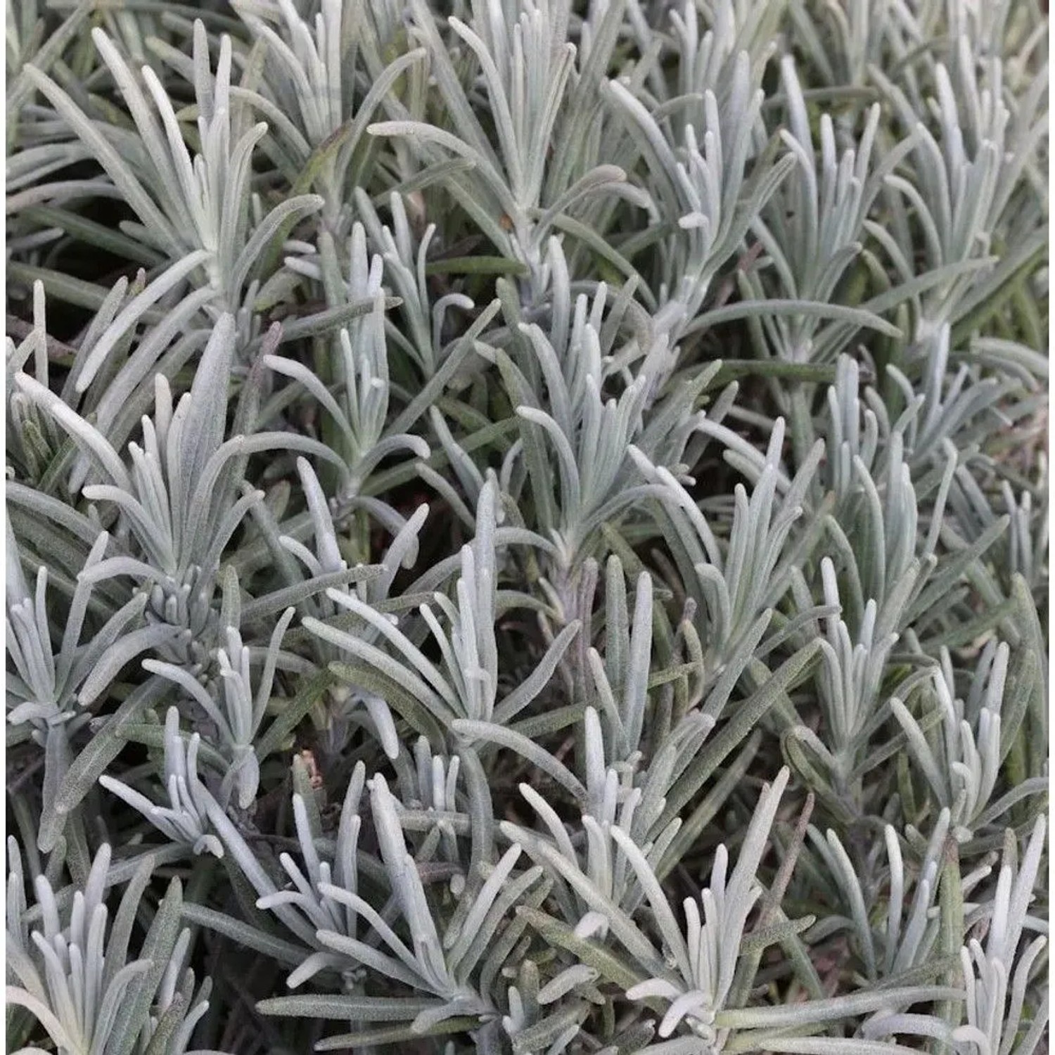 Echter Lavendel Silver Mist - Lavandula angustifolia