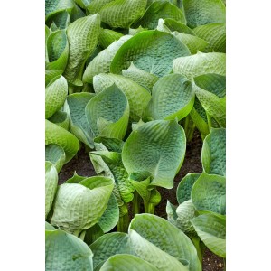 Nahaufnahme der blaugrünen Blätter der Hosta Tokudama 'Abiqua Drinking Gourd' Staude im Topf.