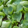 Nahaufnahme der blaugrünen Blätter der Hosta Tokudama 'Abiqua Drinking Gourd' Staude im Topf.