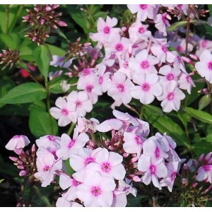 Hohe Flammenblume Kirmeländer - Phlox Paniculata