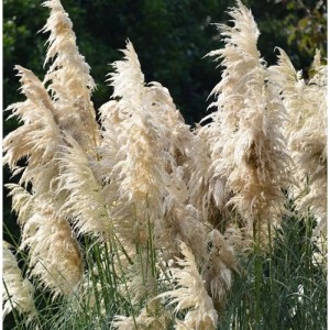 Pampasgras Comet im XXXL Topf, Cortaderia selloana mit weißen Blütenständen.