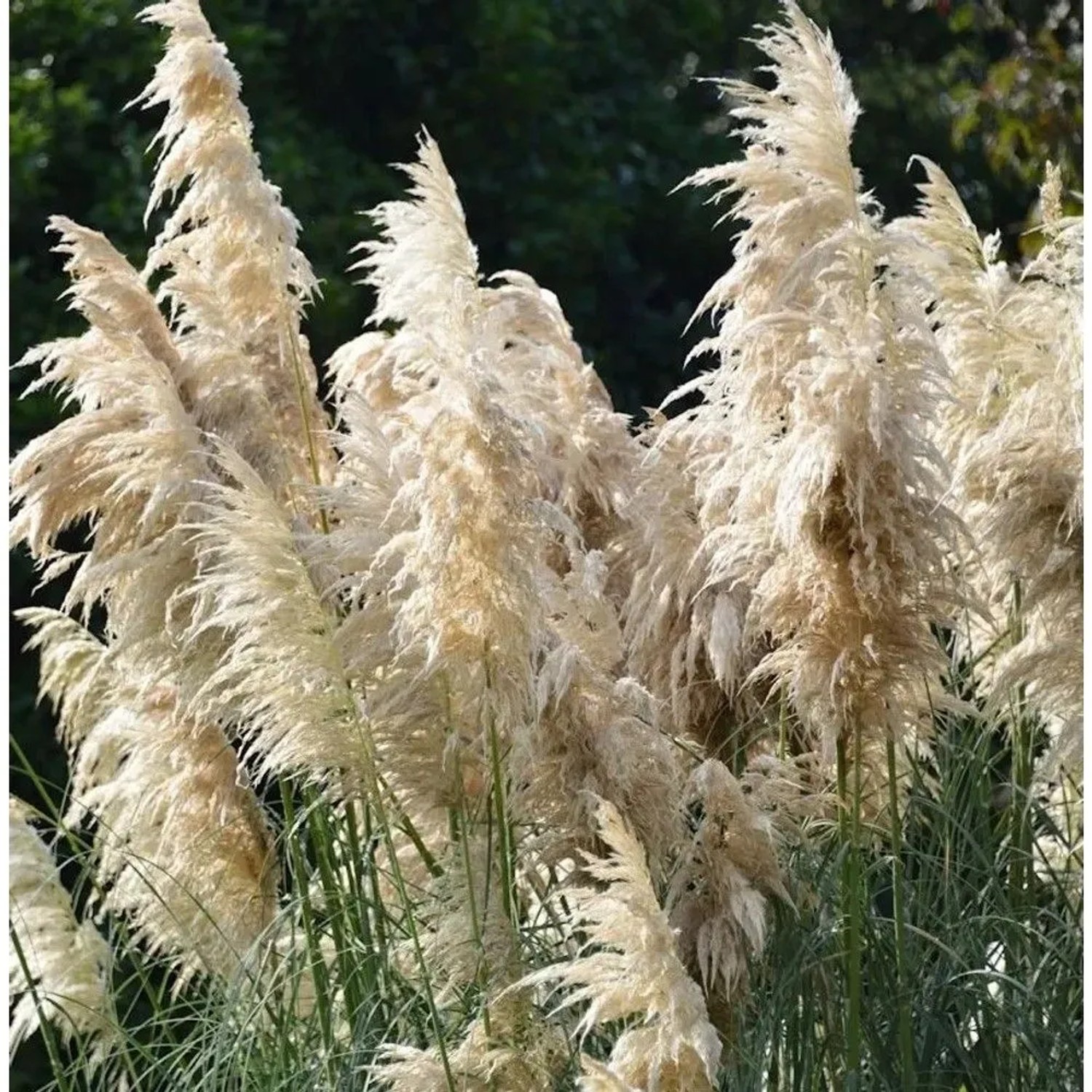 Pampasgras Comet - XXXL Topf - Cortaderia selloana