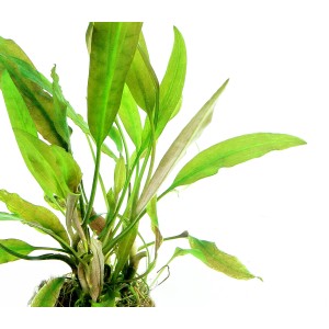 Dennerle Aquariumpflanze Cryptocoryne Usteriana In-Vitro mit langen, grünen Blättern.