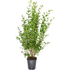 Ovalblättriger Liguster im Topf, ca. 100-125 cm hoch, Set mit 75 Stück für blickdichte Hecken.