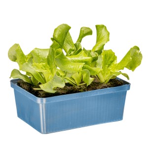 Kiepenkerl Eisbergsalat Grün in 6er Schale, junge Salatpflanzen im blauen Pflanzgefäß.