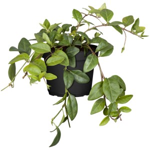 Kleinblättriges Immergrün (Vinca minor) im Topf, ideal als Bodendecker.