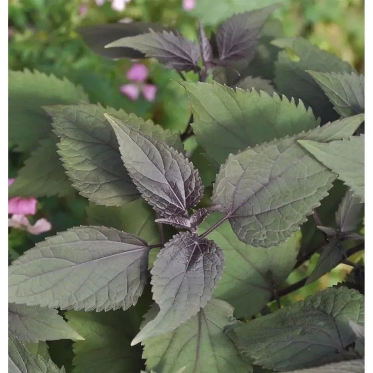 Wasserdost Chocolate - Eupatorium rugosum