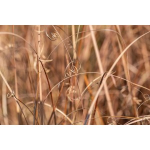 Detailaufnahme des bronzefarbenen Ziergrases Carex Comans Bronze mit filigranen Halmen.