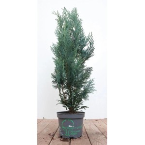 Chamaecyparis lawsoniana 'Columnaris' im Topf, 40-60 cm hoch. Blaue Säulenzypresse als Heckenpflanze.