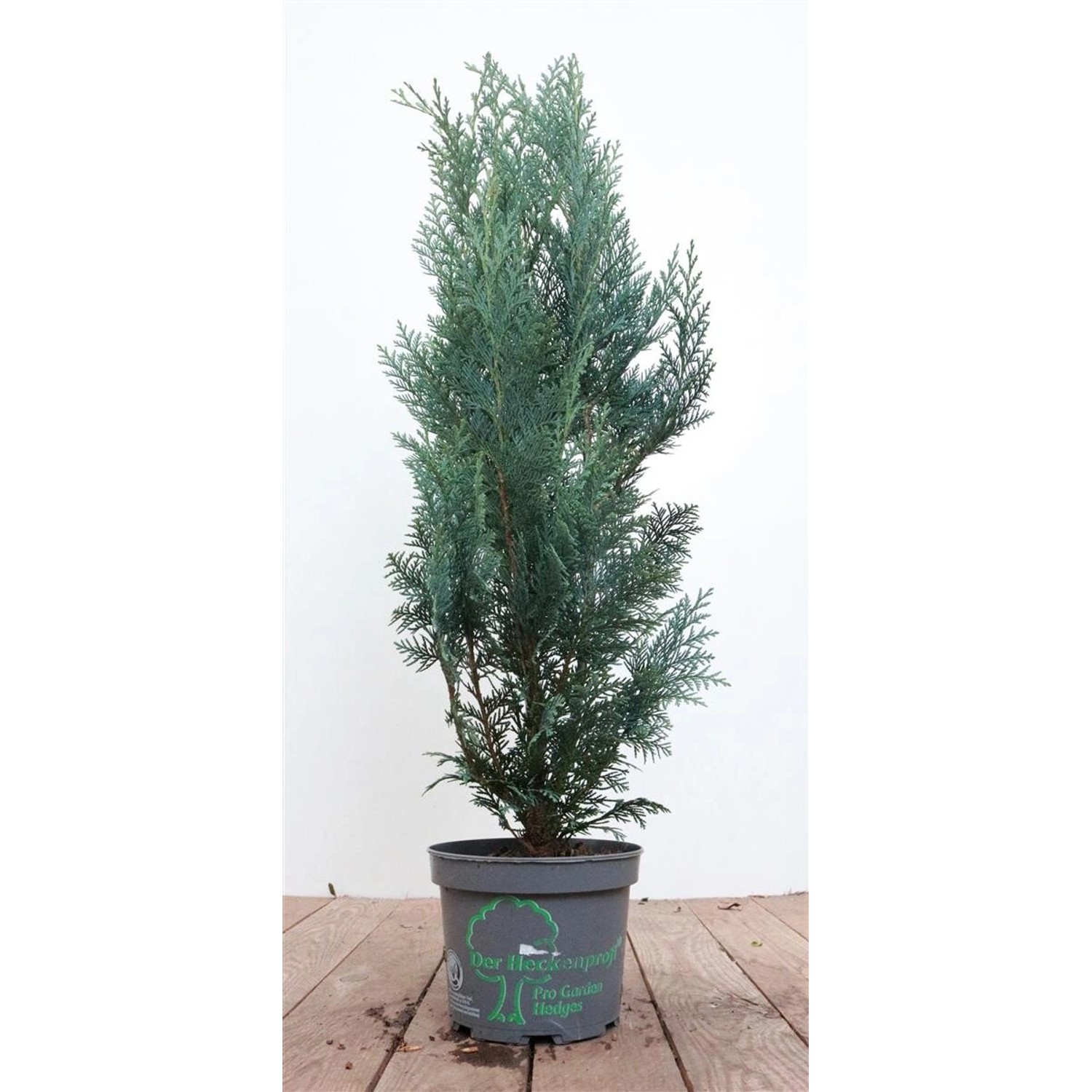 Chamaecyparis lawsoniana 'Columnaris' 40-60 cm günstig online kaufen