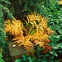 Goldgelber Perlfarn Onoclea Sensibilis im Herbst auf einem Baumstumpf, umgeben von Grünpflanzen.