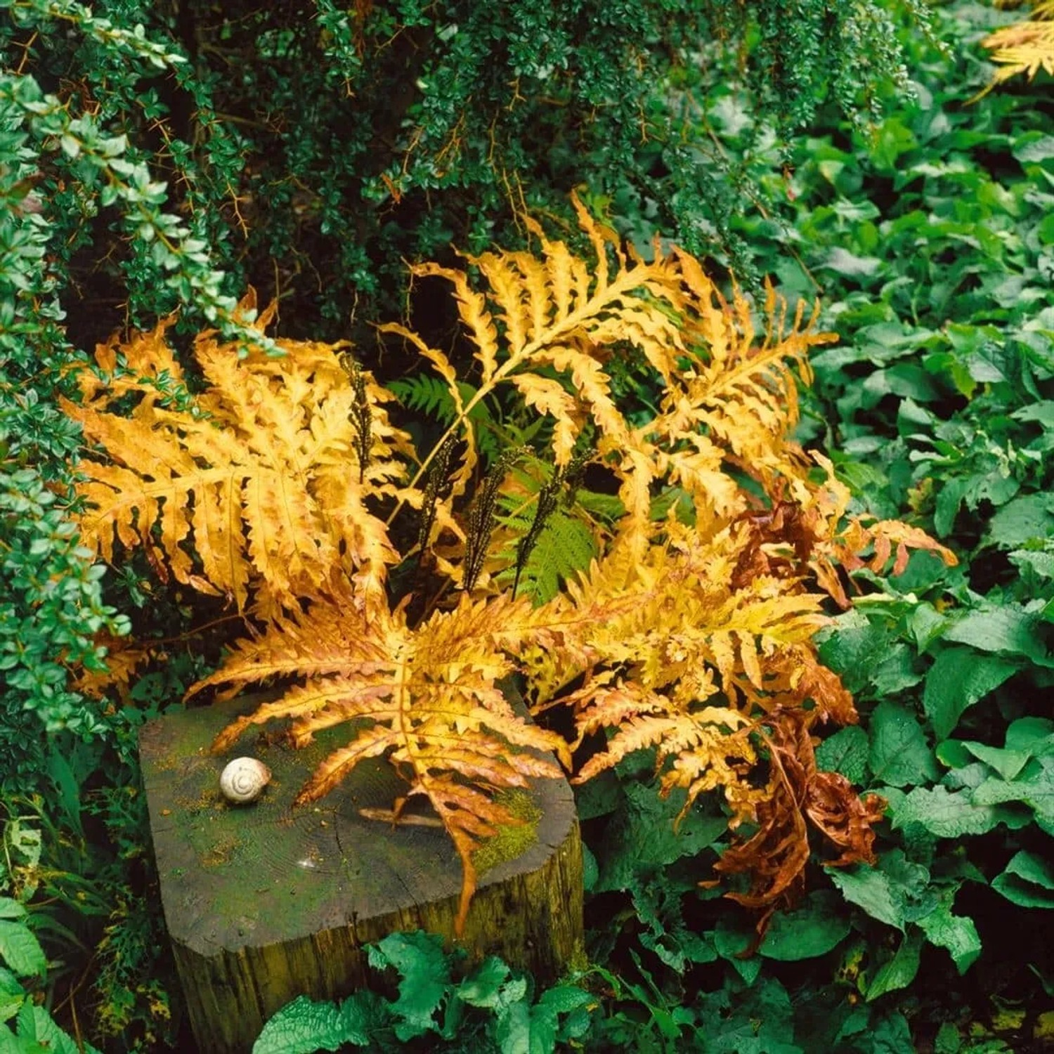 Goldgelber Perlfarn Onoclea Sensibilis im Herbst auf einem Baumstumpf, umgeben von Grünpflanzen.