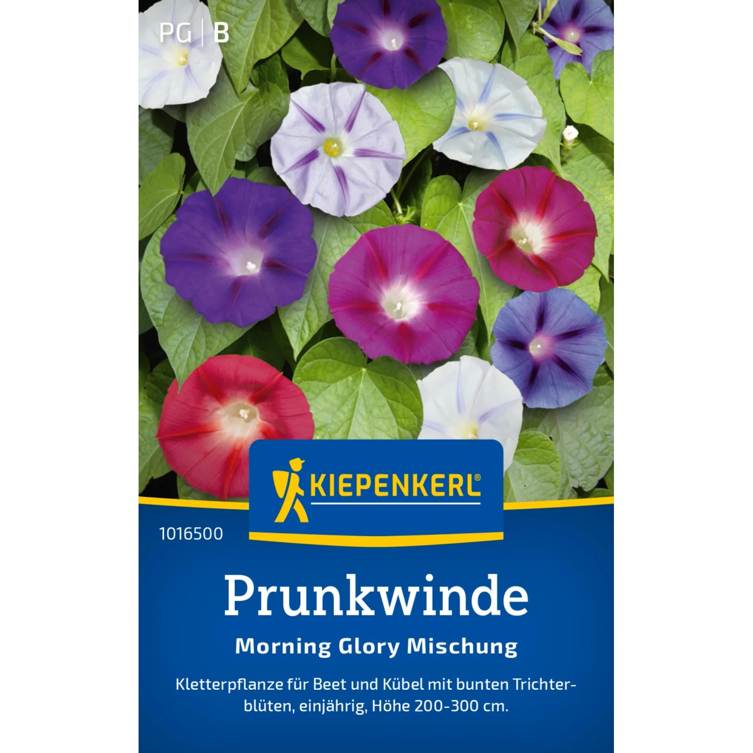Kiepenkerl Prunkwinde "Morning Glory Mix" Ipomoea purpurea