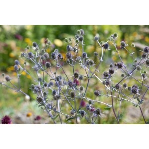 Blaukappe Flachblatt Mannstreu (Eryngium planum) im 9x9 cm Topf, blaue Blütenstände.