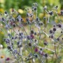 Blaukappe Flachblatt Mannstreu (Eryngium planum) im 9x9 cm Topf, blaue Blütenstände.