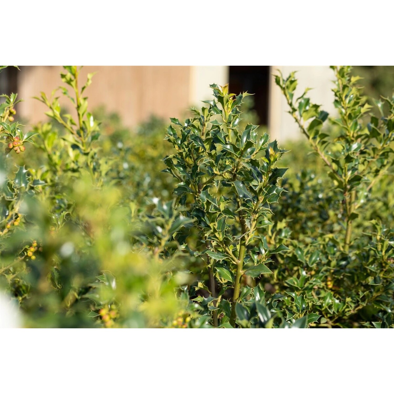 Ilex aquifolium 'Alaska' 120 cm Stammhöhe günstig online kaufen