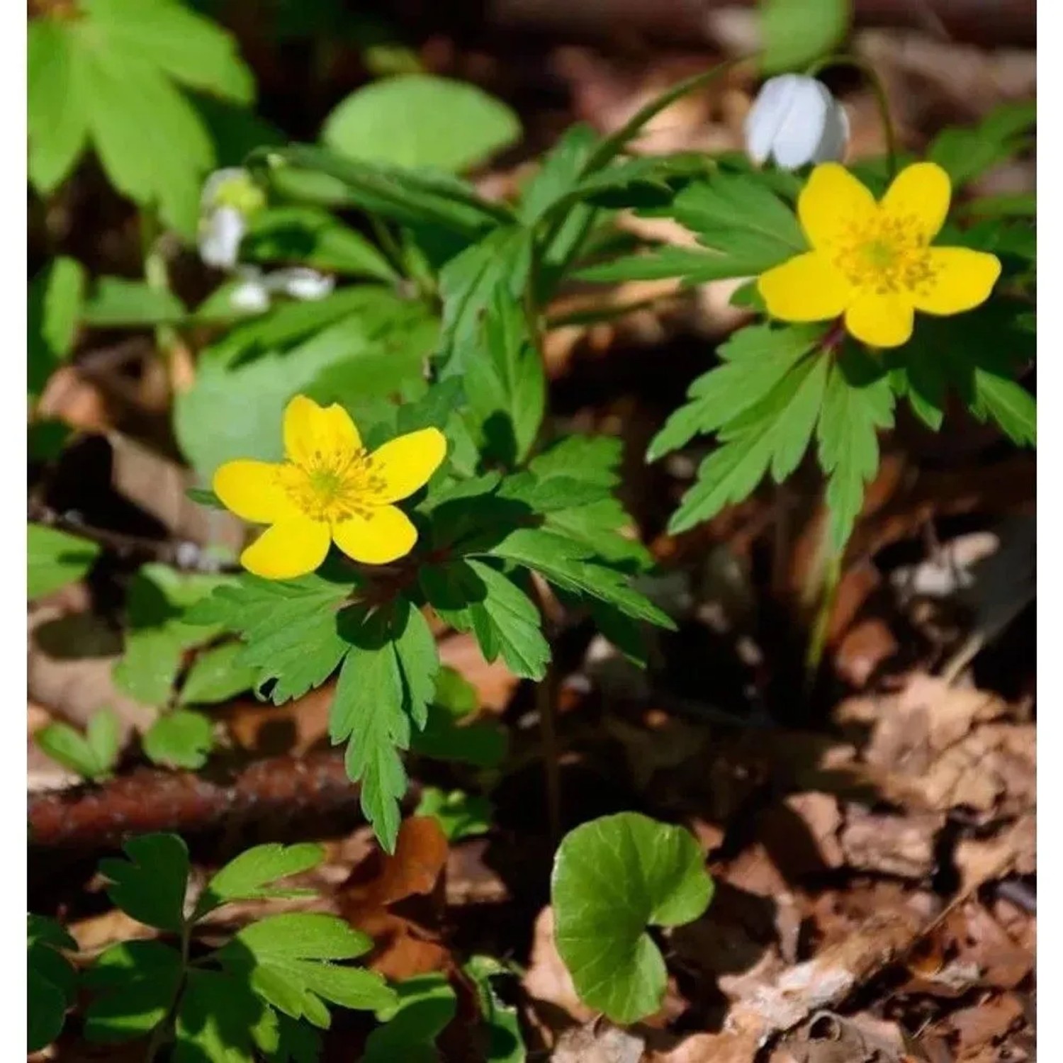 Gelbes Buschwindröschen - Anemone ranunculoides