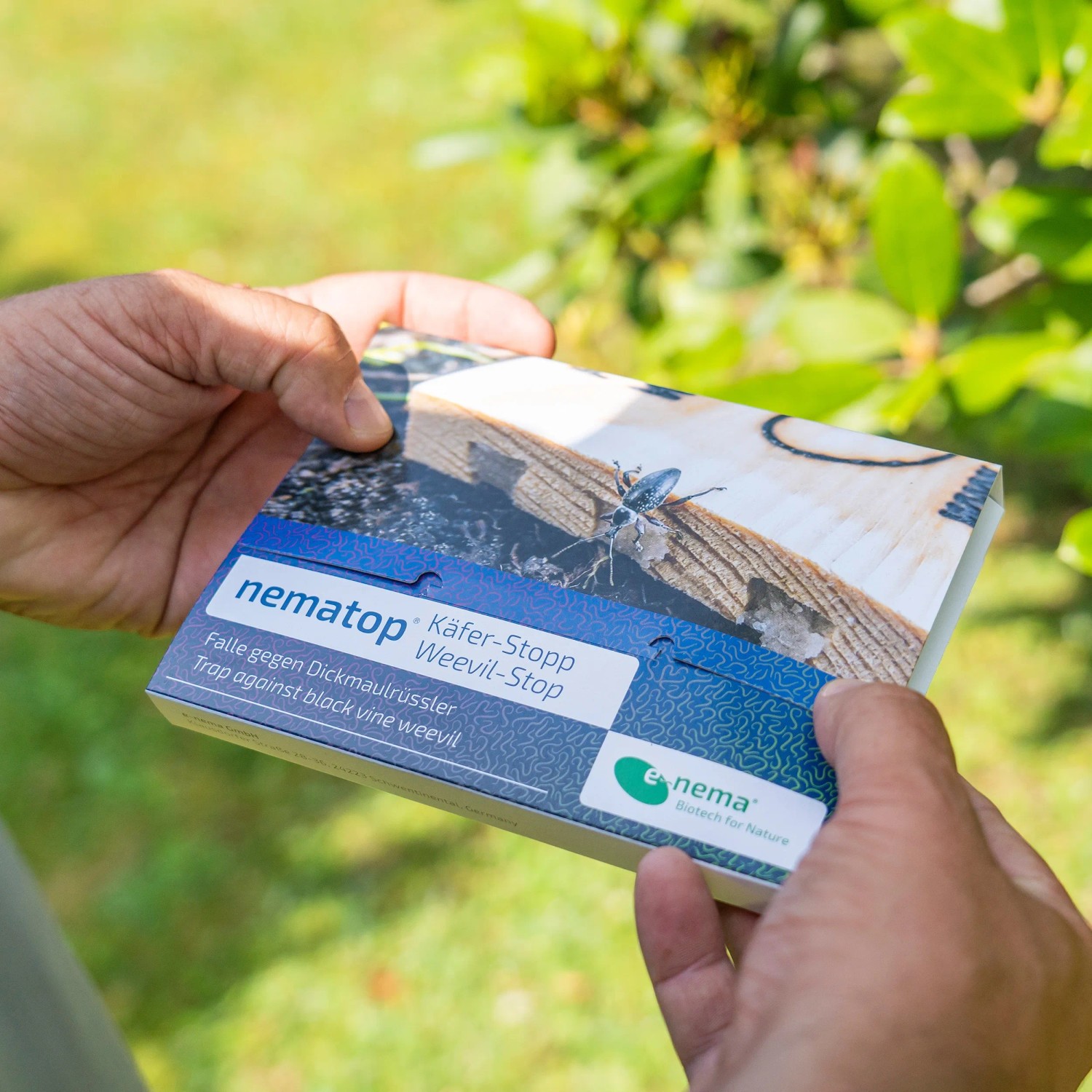 e-nema nematop Käfer-Stopp Falle gegen Dickmaulrüssler, in Händen gehalten.
