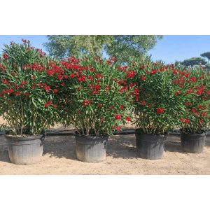 Sunny-Tree Oleander Farbe Rot  220/240 cm Nerium Oleander Pflanze für Draußen Immergrün im Winter Mediterrane Pflanze