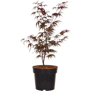 Fächerahorn 'Pung Kil' im Topf, ca. 40cm hoch, mit rötlichem Laub. Ideal für Garten und Terrasse.