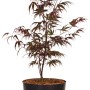Fächerahorn 'Pung Kil' im Topf, ca. 40cm hoch, mit rötlichem Laub. Ideal für Garten und Terrasse.