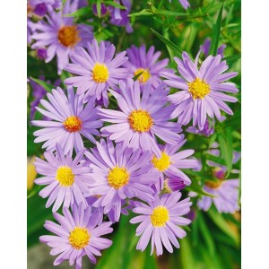 Nahaufnahme der violetten Blüten der Aster Dumosus Mittelmeer Kissenaster im 9x9 cm Topf.