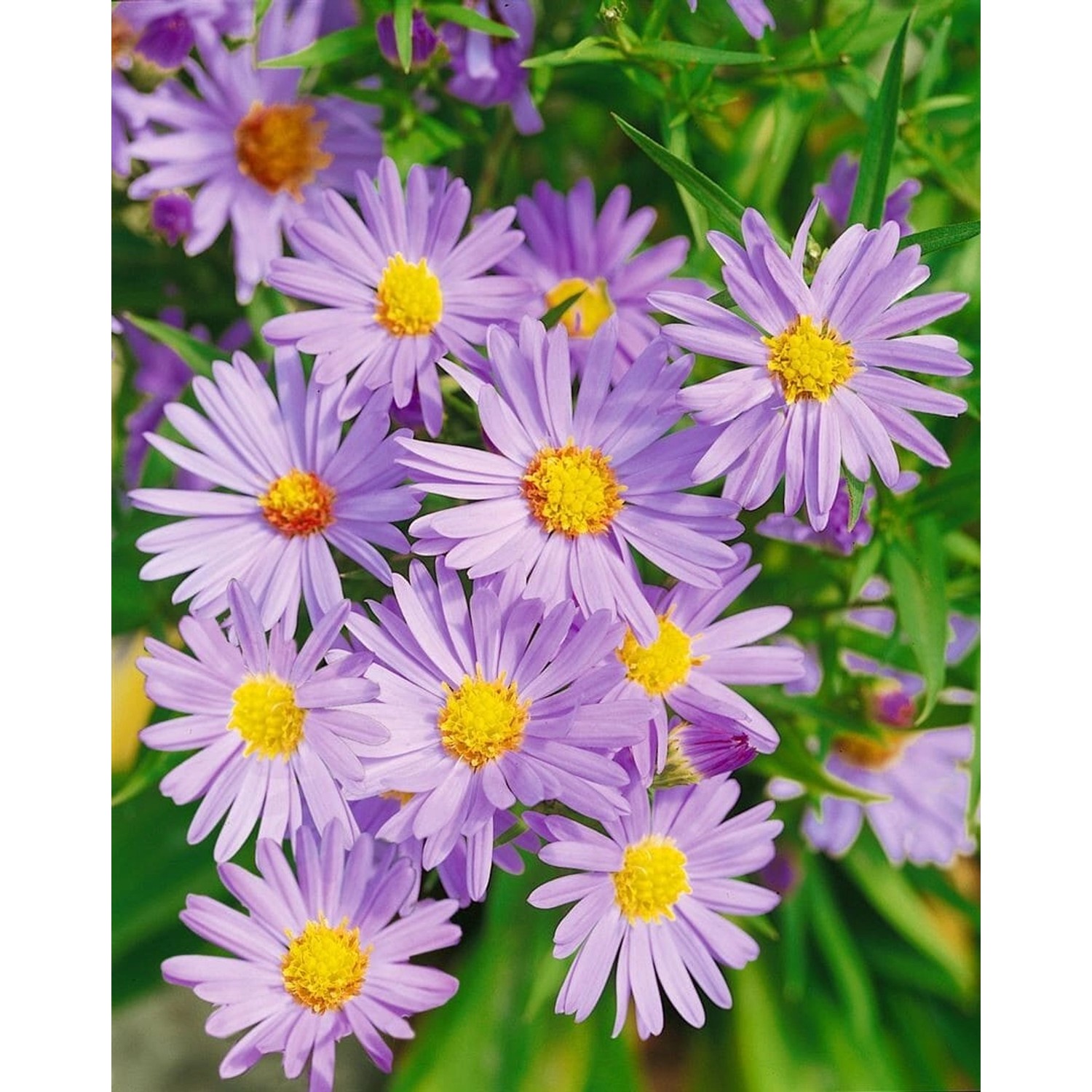 Aster Dumosus Mittelmeer Kissenaster Ca. 9x9 cm Topf günstig online kaufen