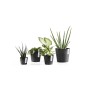 Ecopots Amsterdam Mini Pflanztöpfe, dunkelgrau, 4 Größen mit Pflanzen.
