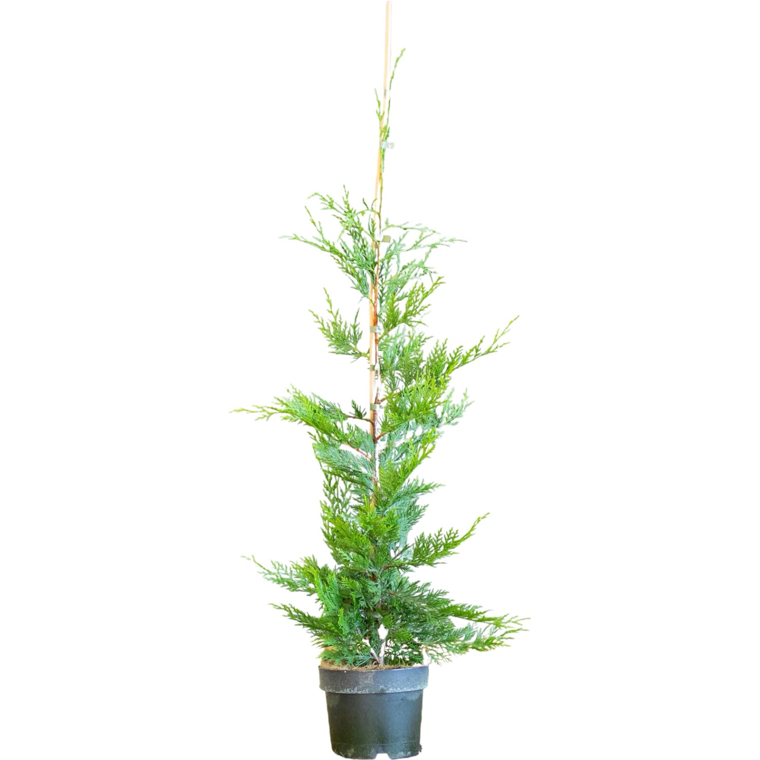 Leylandzypresse Set à 30 Stück Höhe ca. 100 - 125 cm Cupressus ×,eylandii