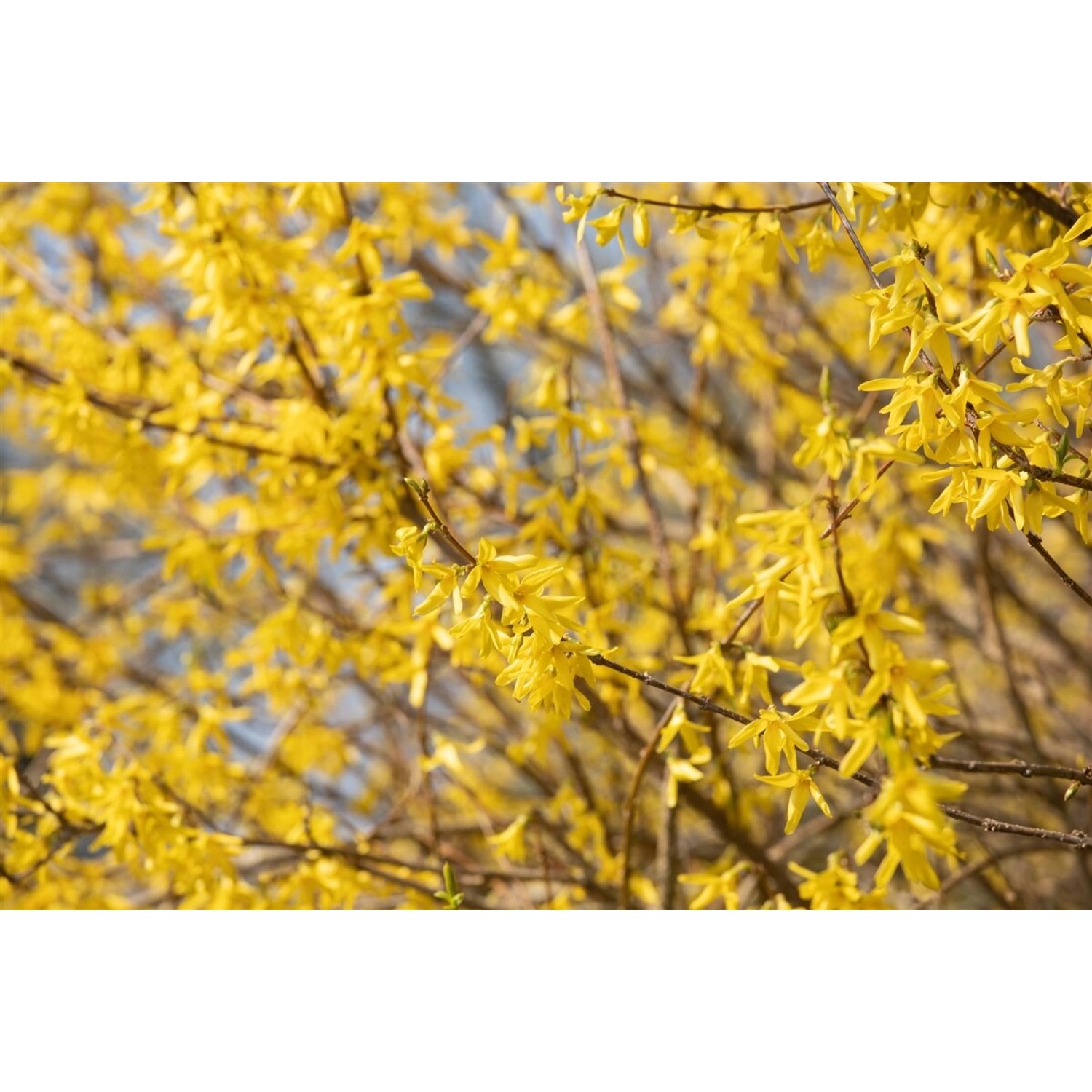 Forsythia Maree DOr -R- Goldglöckchen Gelb 30–40 cm günstig online kaufen