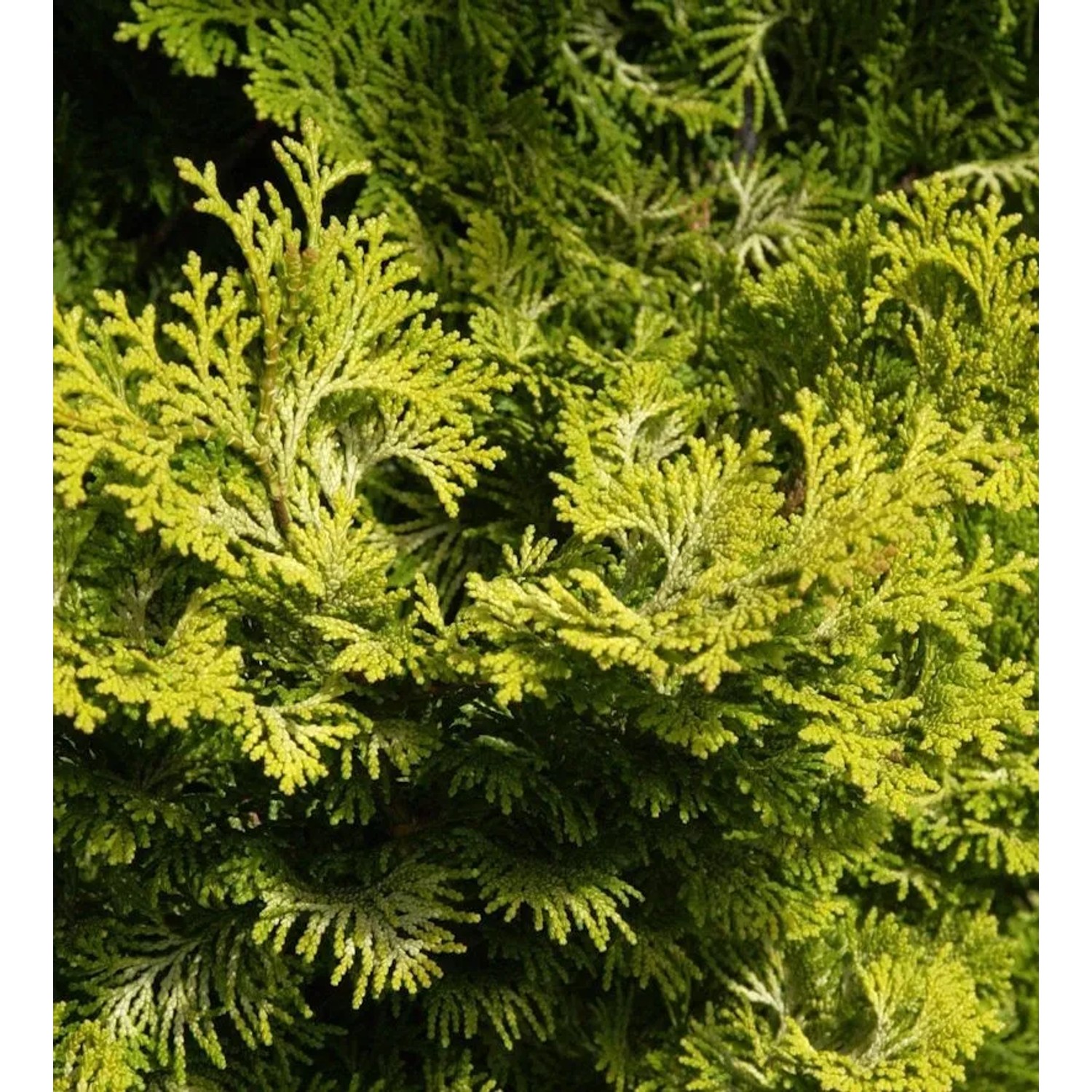 Gelbe Muschelzypresse 15-20cm - Chamaecyparis obtusa