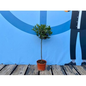 Sunny-Tree Laurus Nobilis   Lorbeer auf Stamm 80 cm Essbarer Lorbeer  Lorbeerbaum Winterhart